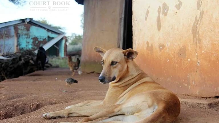 Meghalaya High Court Transfers Stray Dog PIL to Supreme Court Following Apex Court's Directive