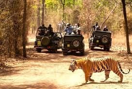 Supreme Court Orders Major Cleanup at Corbett Tiger Reserve, Sets Strict Rules for Tiger Safaris After Expert Report Flags Serious Violations
