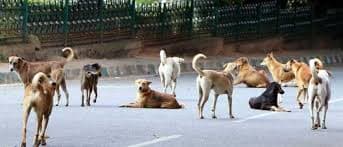 Delhi High Court Quashes FIRs in Neighbor Dispute Over Pet Dogs, Stresses Amicable Resolution