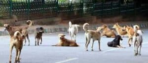 Delhi High Court Quashes FIRs in Neighbor Dispute Over Pet Dogs, Stresses Amicable Resolution
